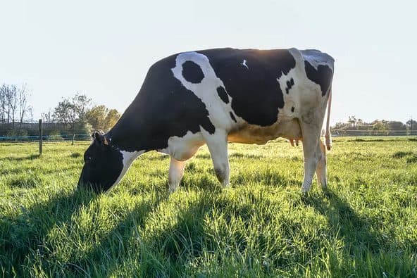 Dairy Farming Analytics