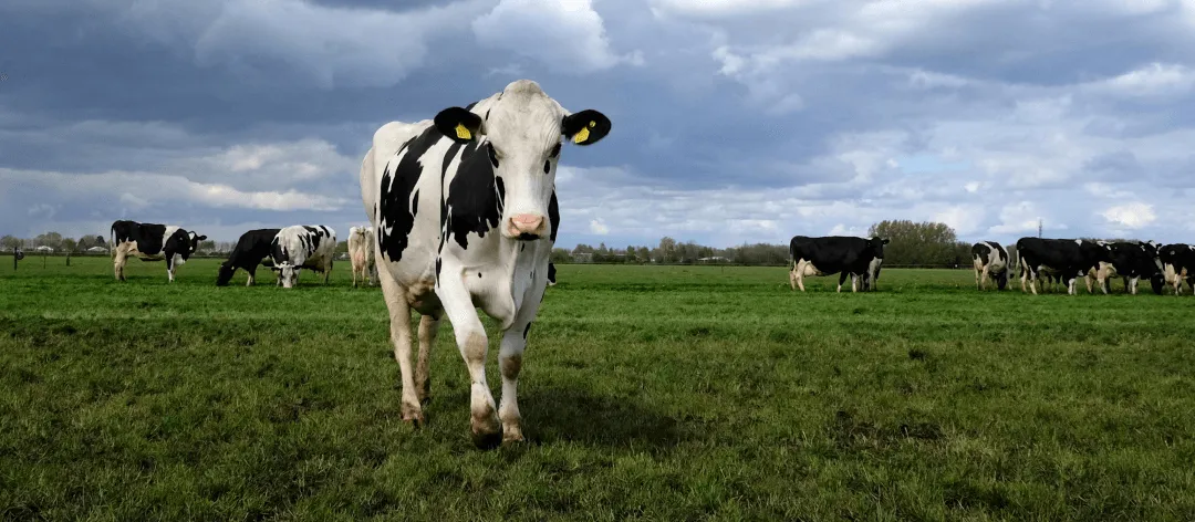 4. Dairy Farming Analytics
